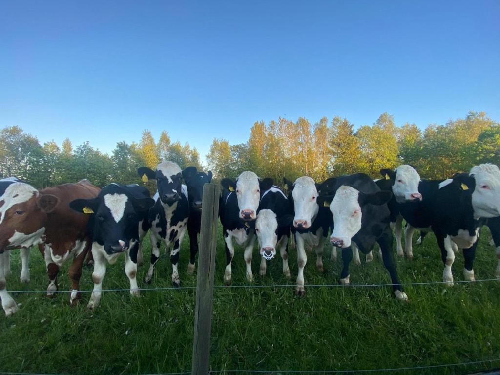 Mysig Stuga Naera Aestad Vingard & Spa Exteriér fotografie